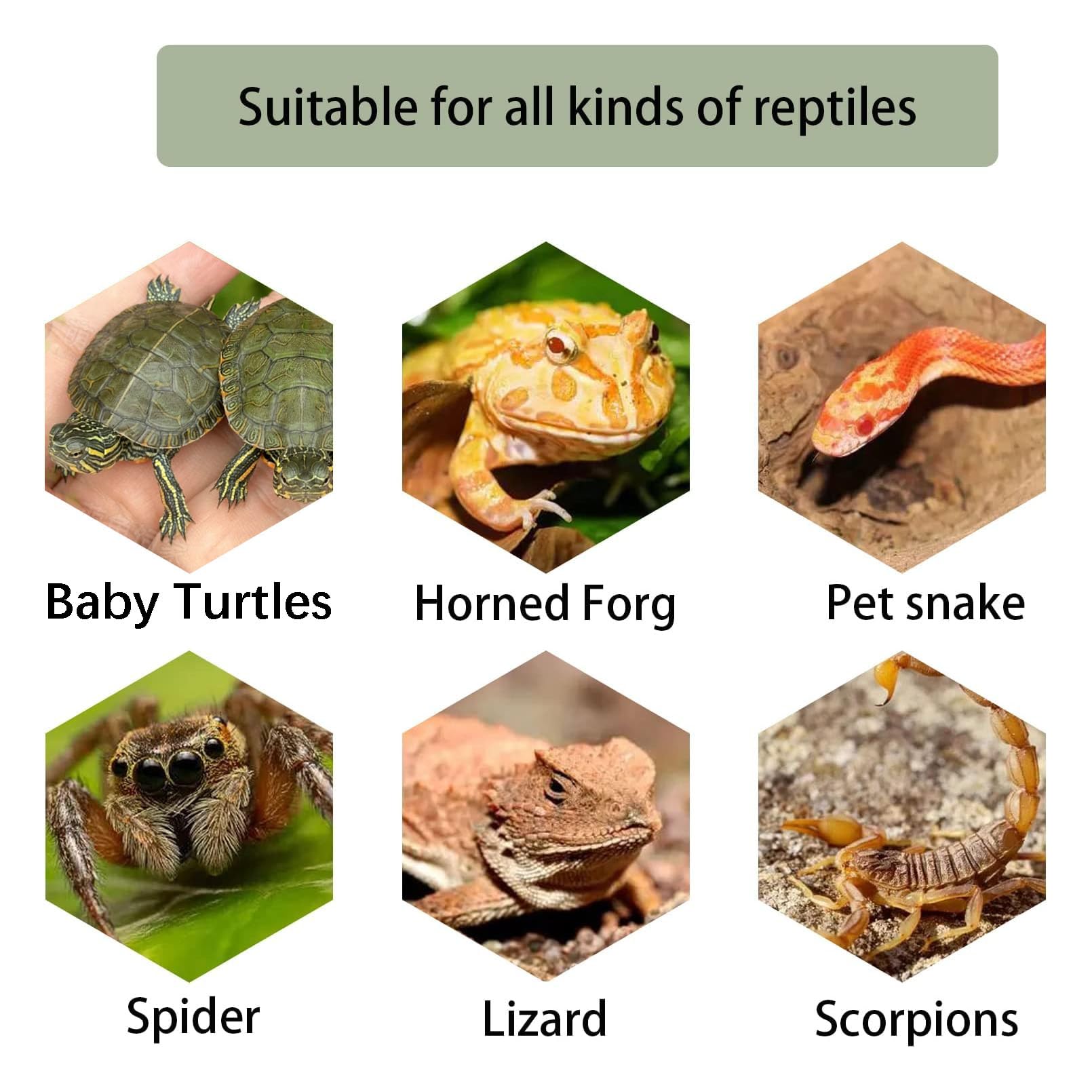 Kathson taille moyenne – 8,2 pouces pour petites tortues et amphibiens.