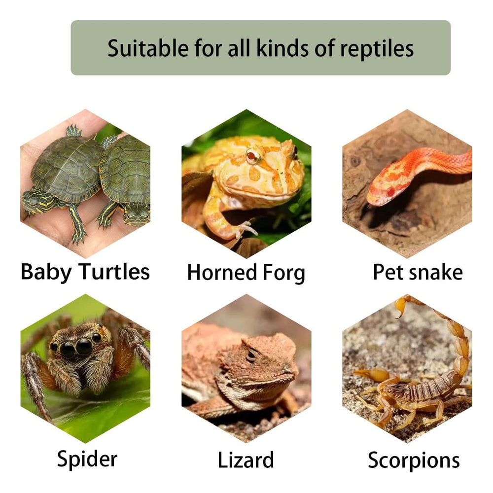 Kathson taille moyenne – 8,2 pouces pour petites tortues et amphibiens.