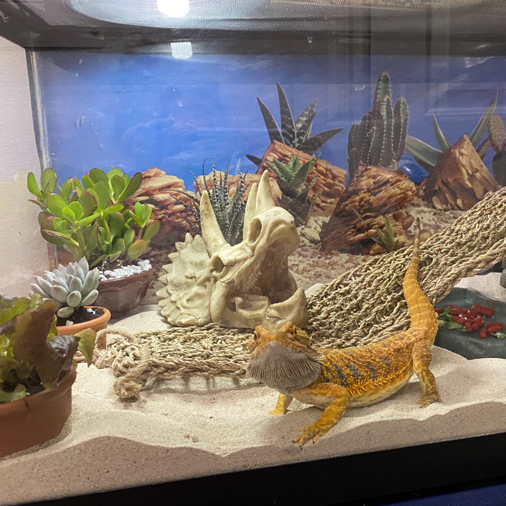 Kathson vignes flexibles pour terrarium, ajout naturel.