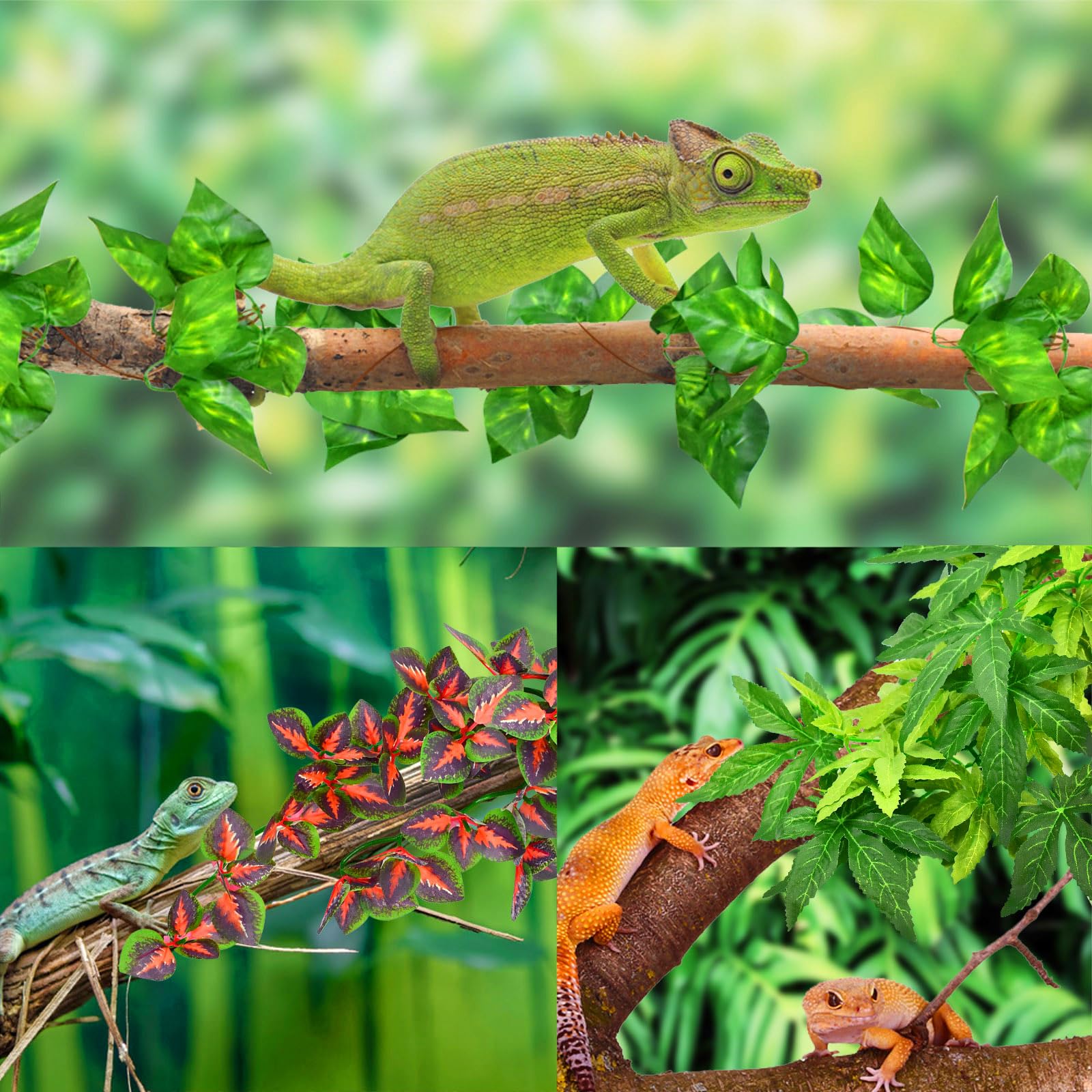 Plantes non toxiques KATUMO, sécurité et plaisir pour reptiles et amphibiens