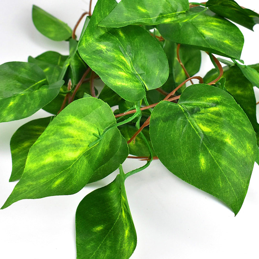Ensemble de trois plantes KATUMO pour terrarium, options décoratives variées