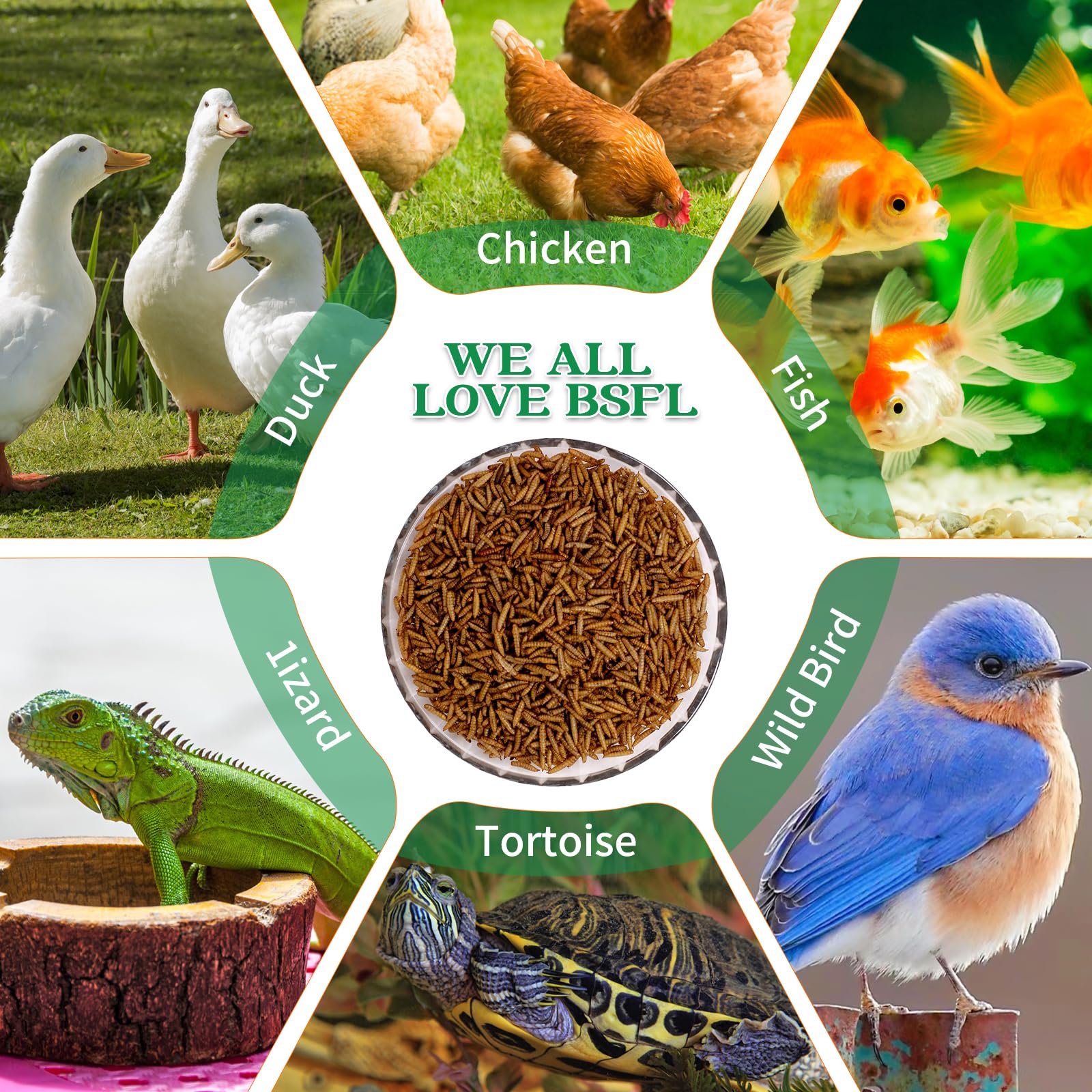 KAYHEN larves noire – sachet à longue conservation sans réfrigération.