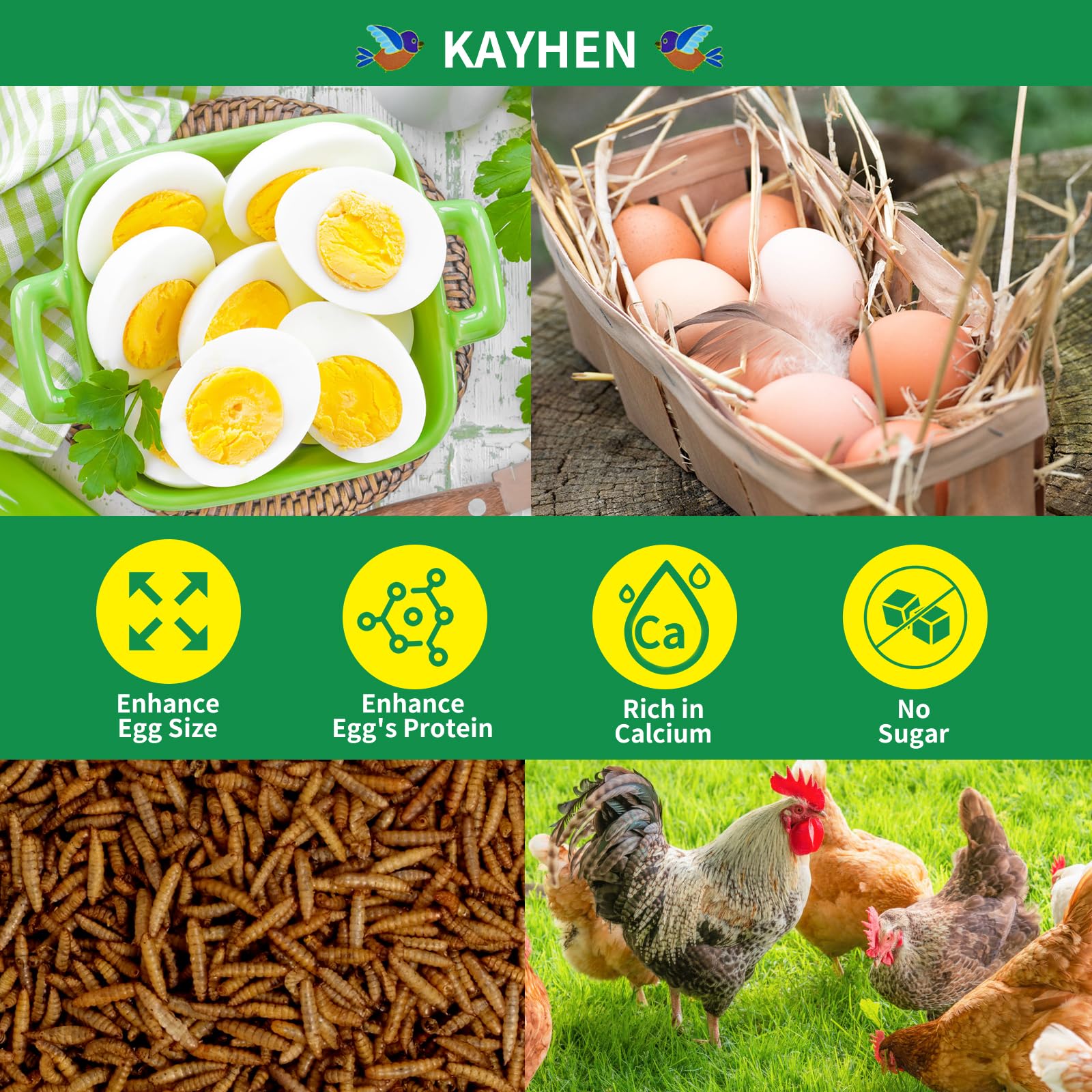 KAYHEN larves noire – poules en action picorant une collation nutritive.
