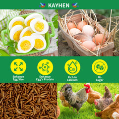 KAYHEN larves noire – poules en action picorant une collation nutritive.