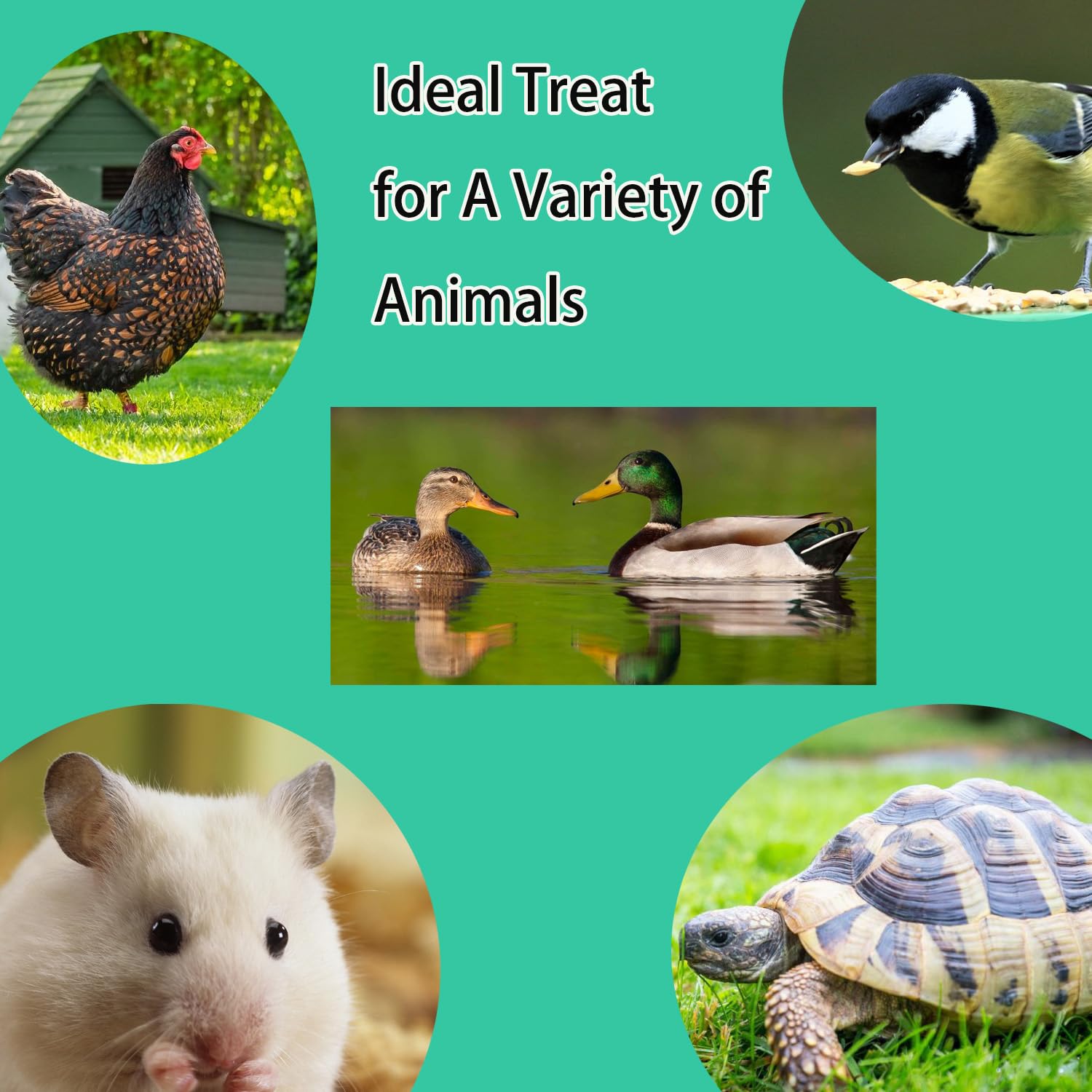 KAYHEN utilisations diverses pour poules, oiseaux sauvages et reptiles.