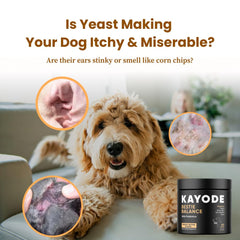Kayode Bestie Balance friandises probiotiques chien, mâchables et digestes.