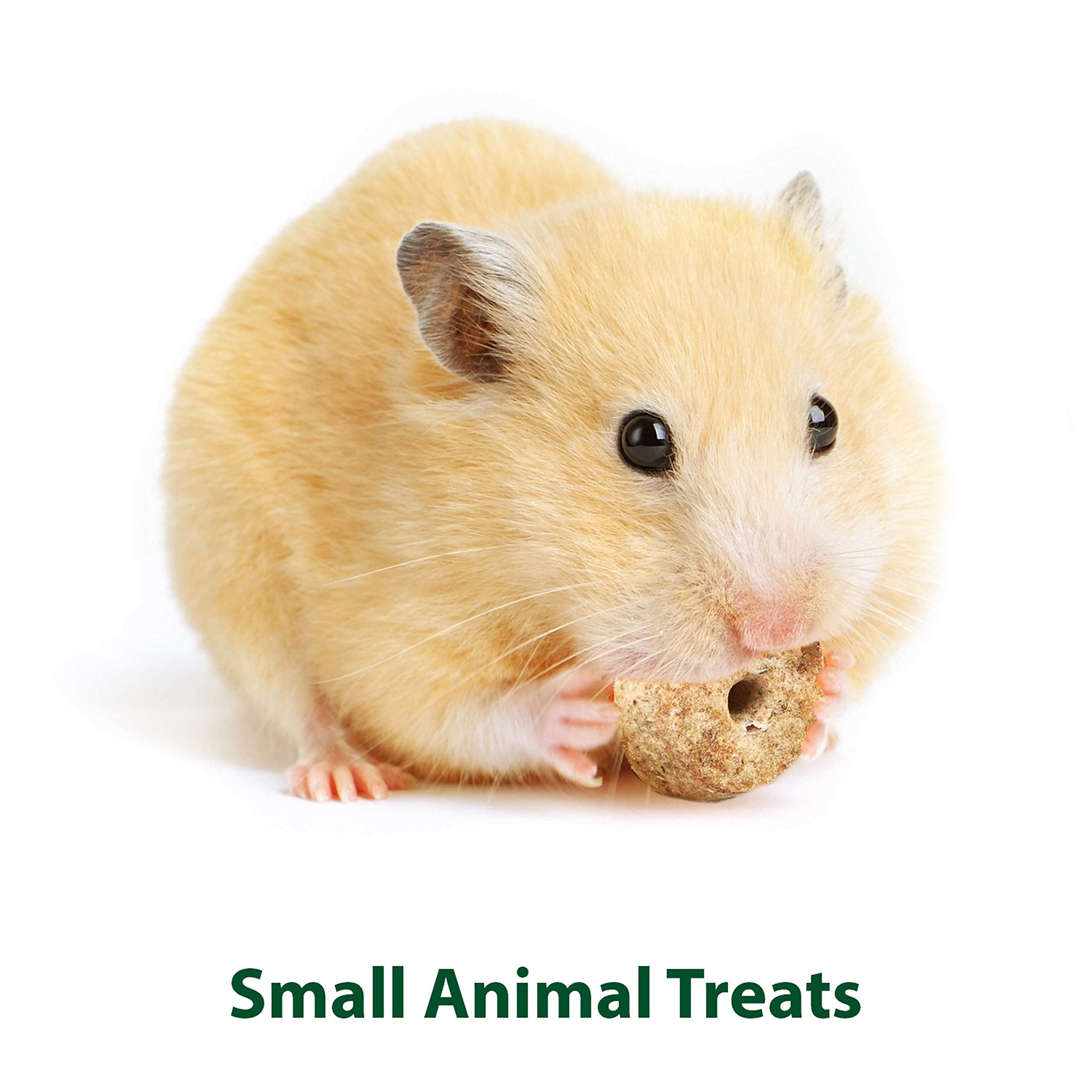 Petit animal croque Kaytee Timothy pomme, enrichment alimentaire.