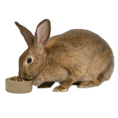 Kaytee bol hamster stoneware brun visuel 3 reduit desordre dans la cage