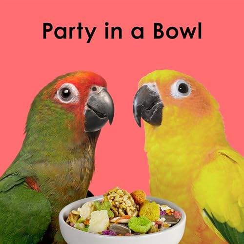 Kaytee Fiesta Conure – mélange premium offrant variété et plaisir à chaque bouchée.