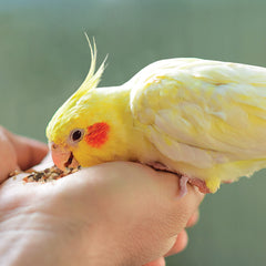 Kaytee friandises colorées pour petits oiseaux, stimulation visuelle et appétence.