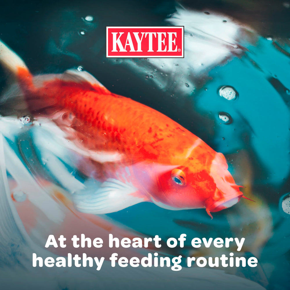 Kaytee Koi's Choice granules flottants conviennent à l'alimentation quotidienne.