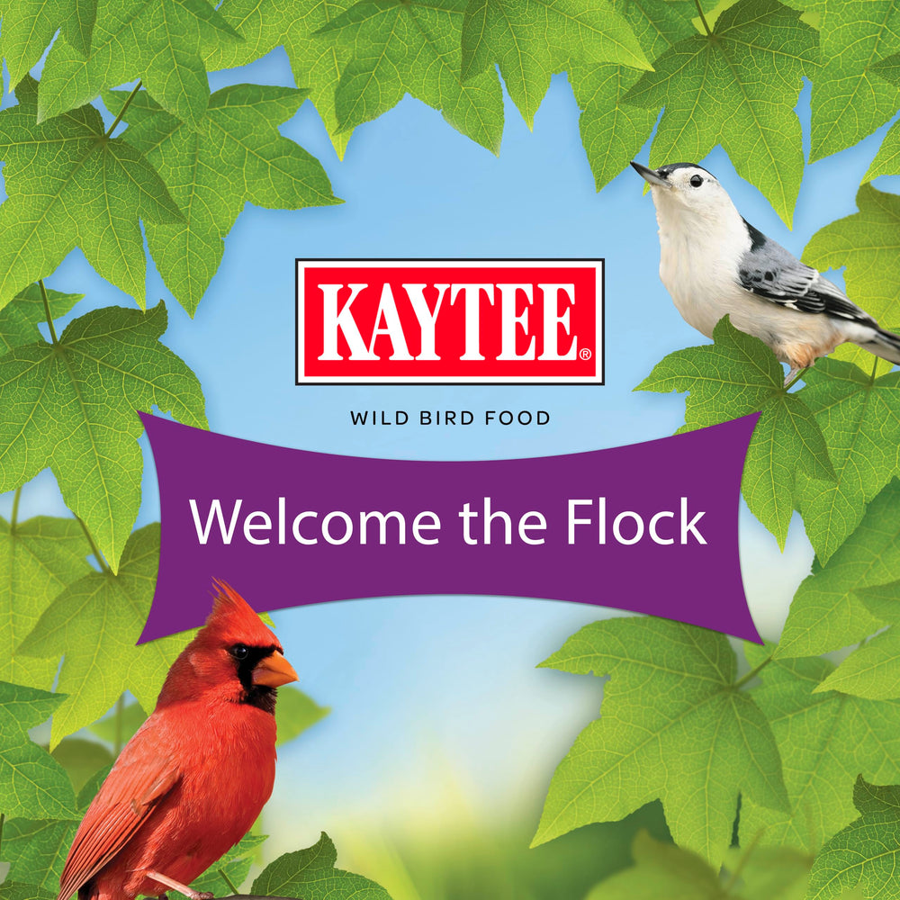 Kaytee Noix et Fruits – sittelles sur mangeoire, mélange apprécié par les oiseaux.