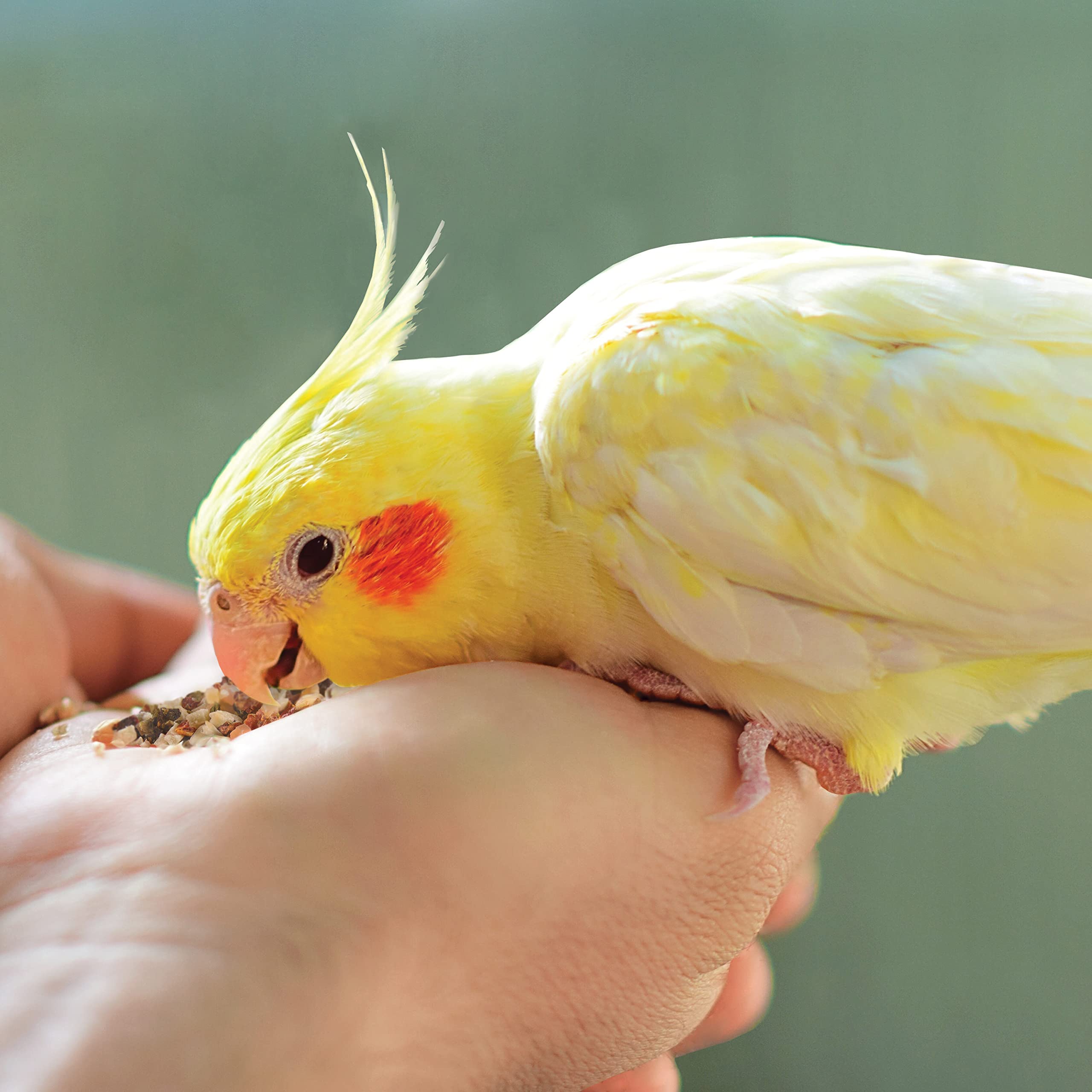 Kaytee Nourriture Sauvage papaye séchée — douceur fruitée naturelle pour récompenser l'oiseau.