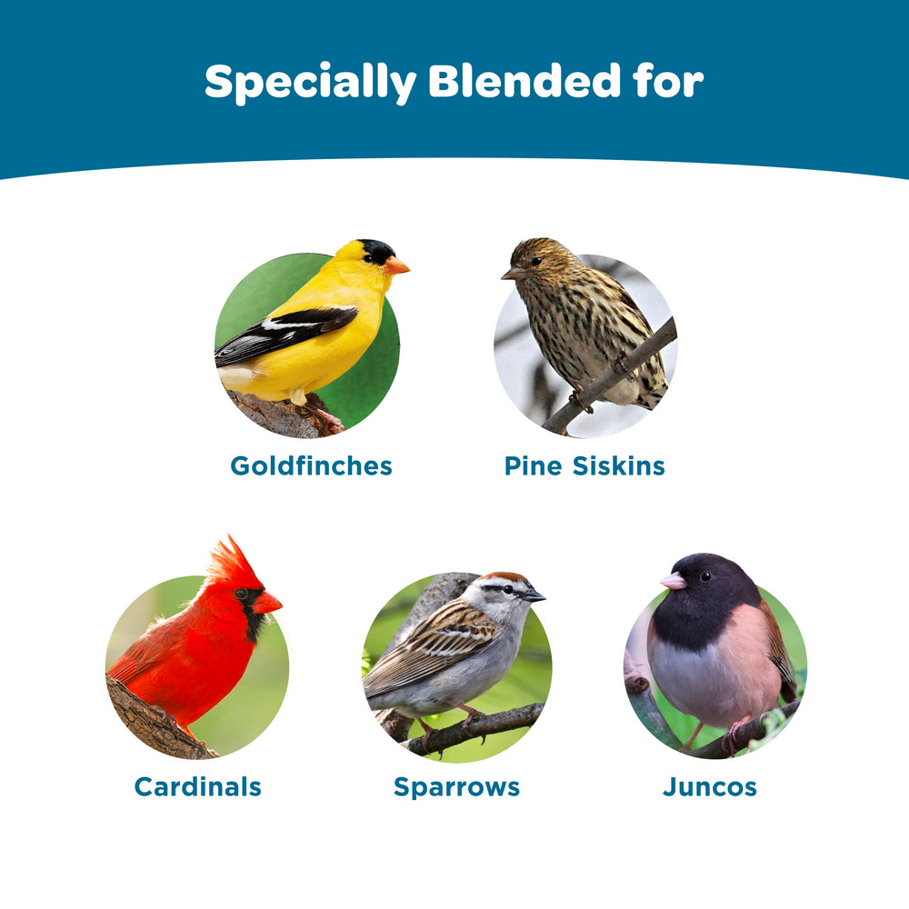 Kaytee attire les oiseaux colorés tels que cardinaux et mésanges.