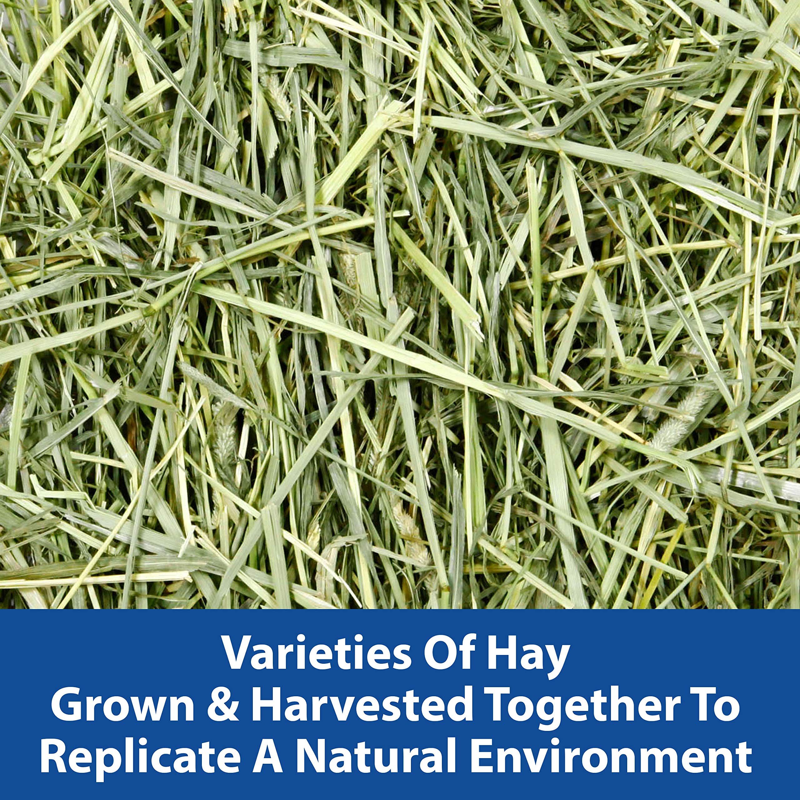 Kaytee sans conservateurs artificiels – foin pur et frais