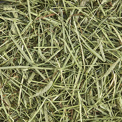 Kaytee Timothy Hay – paquet généreux pour une routine quotidienne durable.