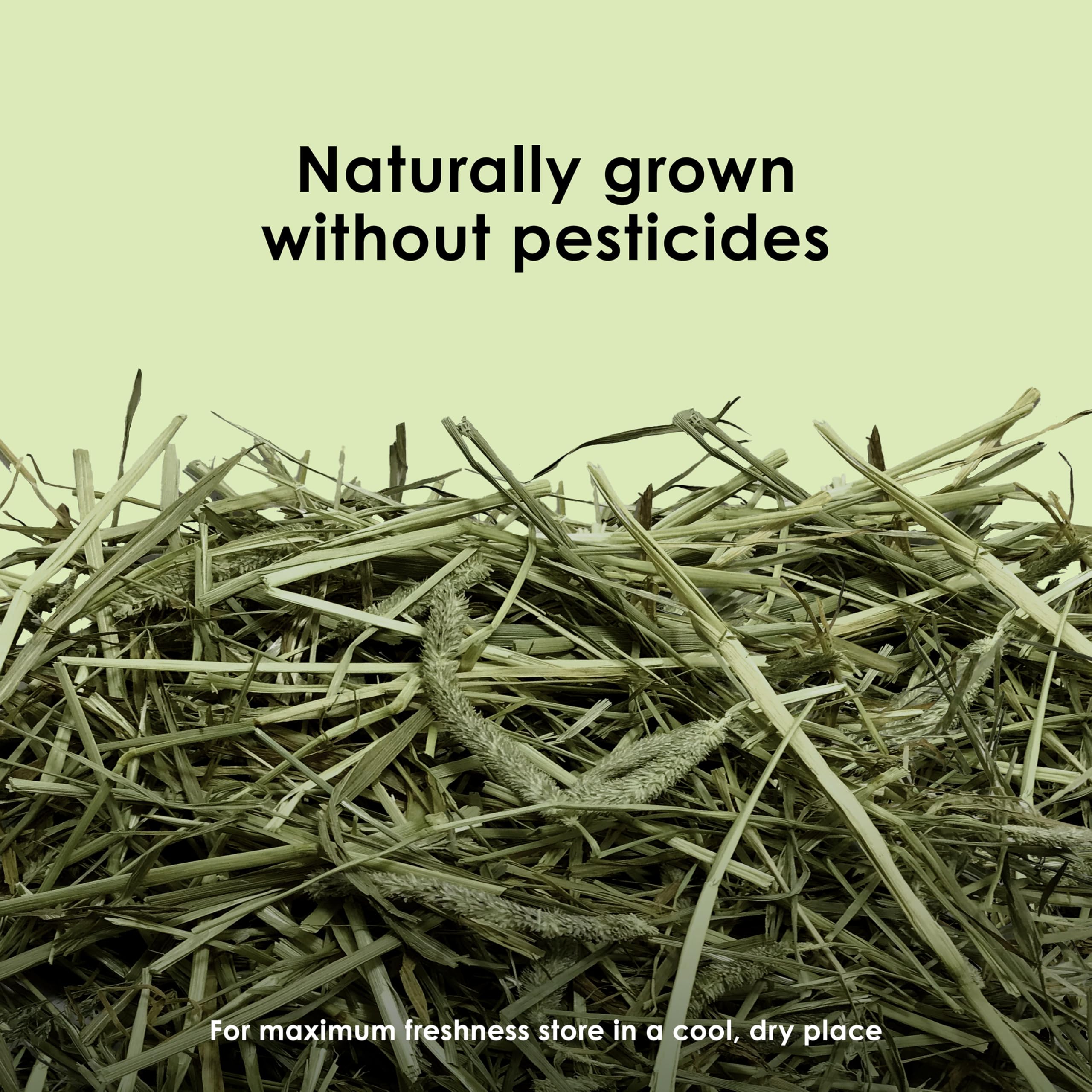 Kaytee Timothy Hay – foin sans pesticides et sans additifs artificiels.