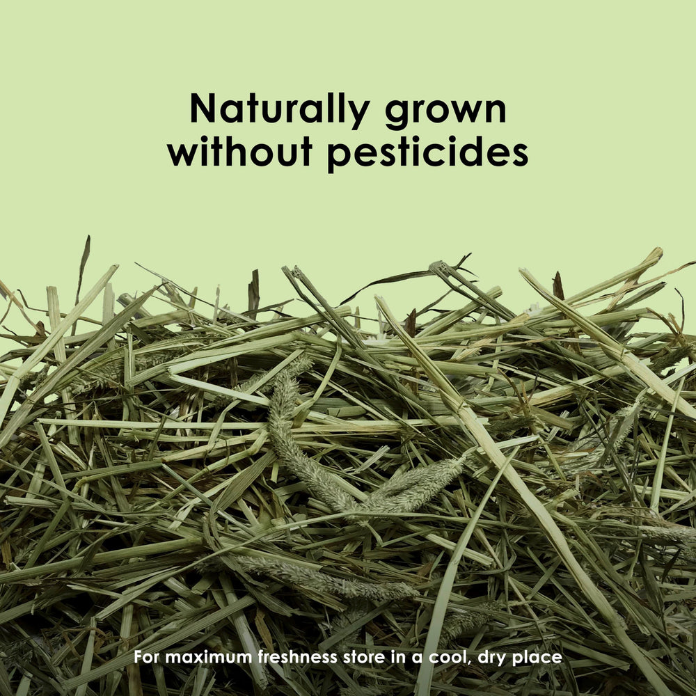 Kaytee Timothy Hay – foin sans pesticides et sans additifs artificiels.