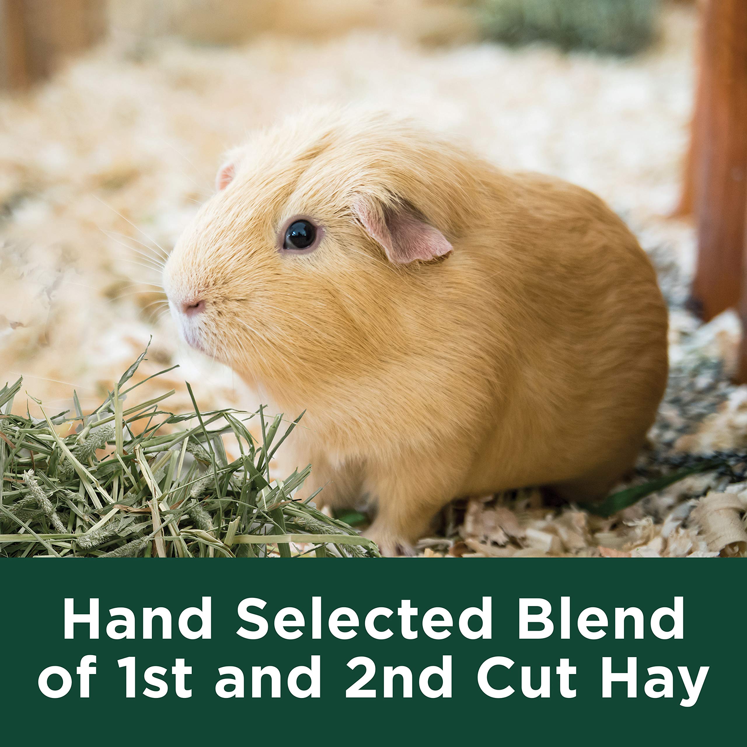 Kaytee Timothy Hay Plus Carrots souci apporte couleur et saveur naturelle