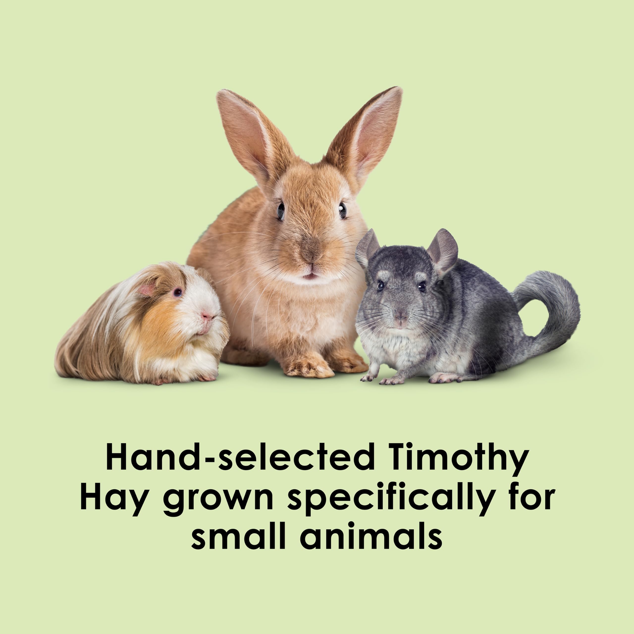 Kaytee Timothy Hay – rapport feuilles-tiges équilibré pour une nutrition naturelle.