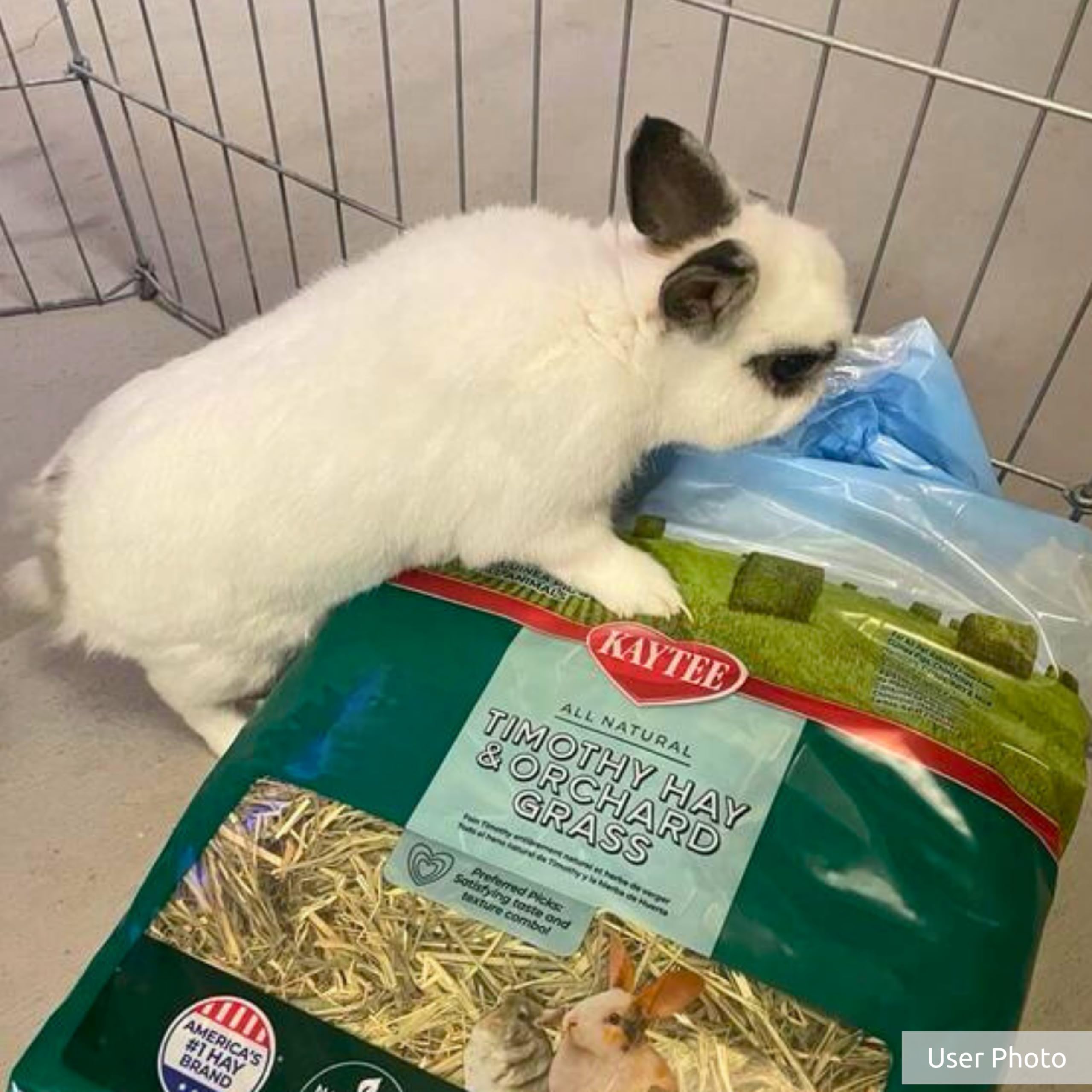 Utilisation quotidienne du foin Kaytee pour petit animal