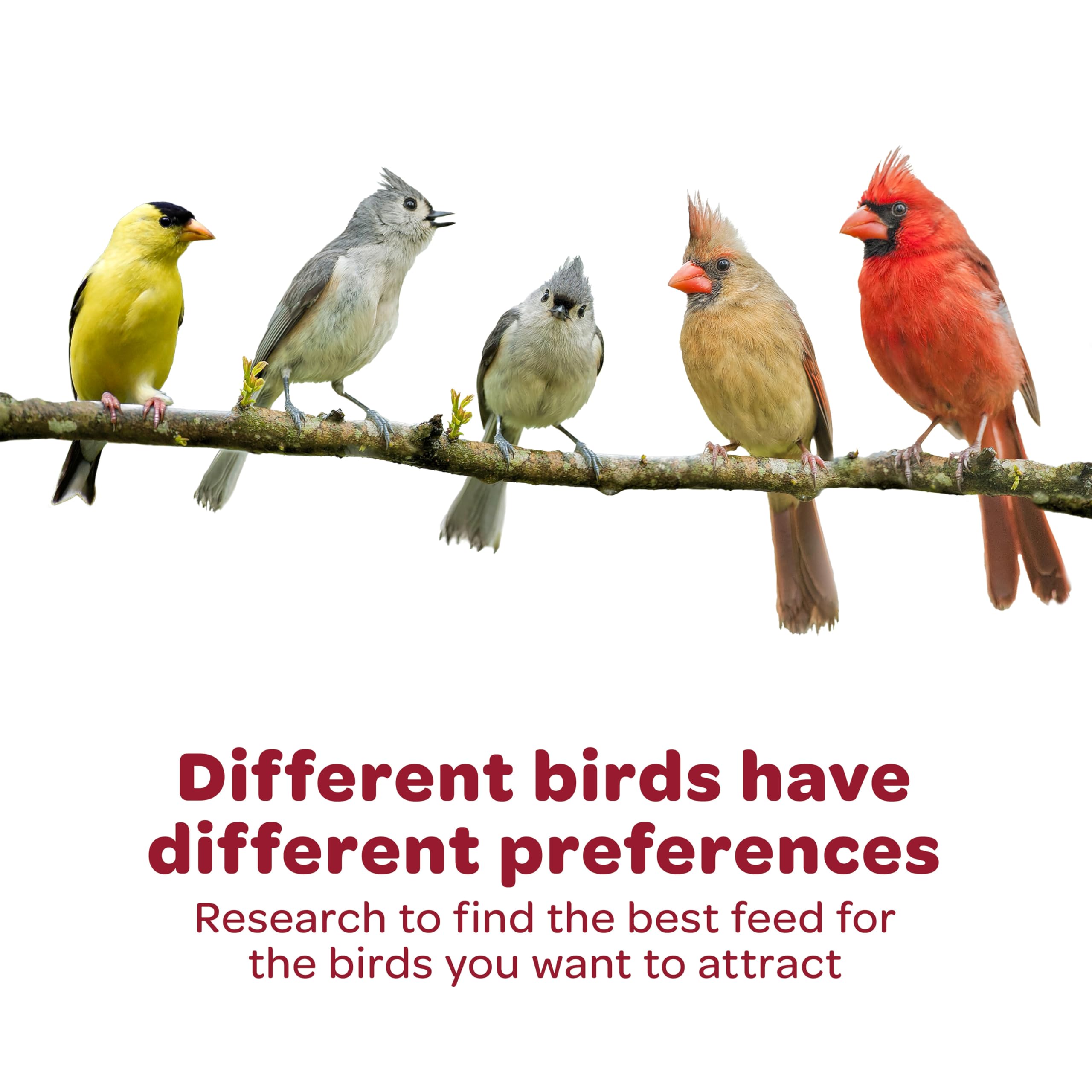 Kaytee Wild Finch Blend, idéal pour alimentation quotidienne des petits oiseaux.