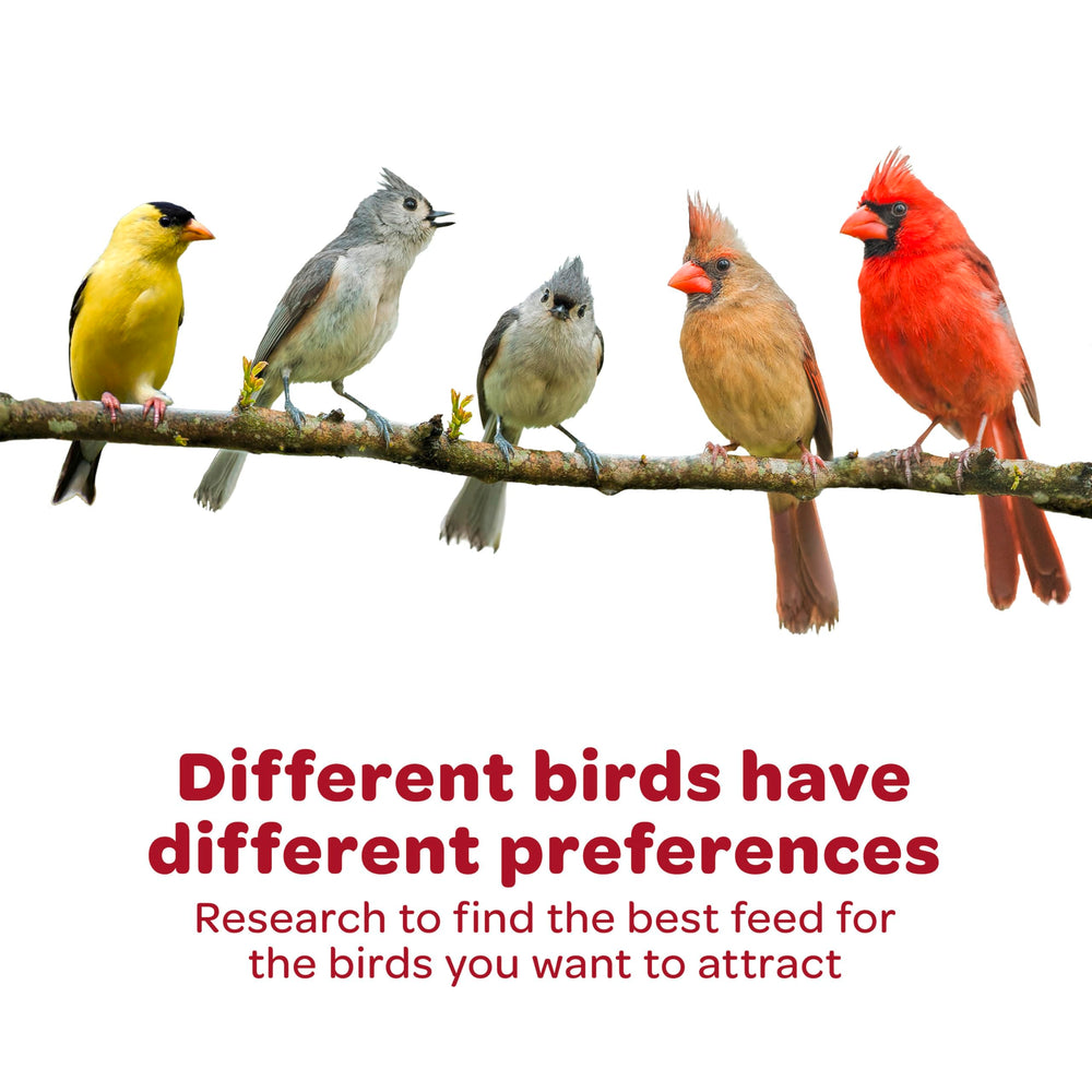 Kaytee Wild Finch Blend, idéal pour alimentation quotidienne des petits oiseaux.