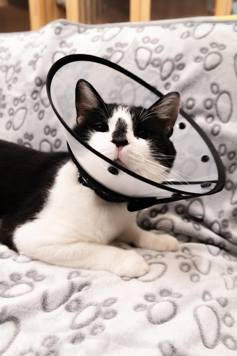 Fermeture par bouton silencieuse pour le cône chat Kedi Cats Solutions.
