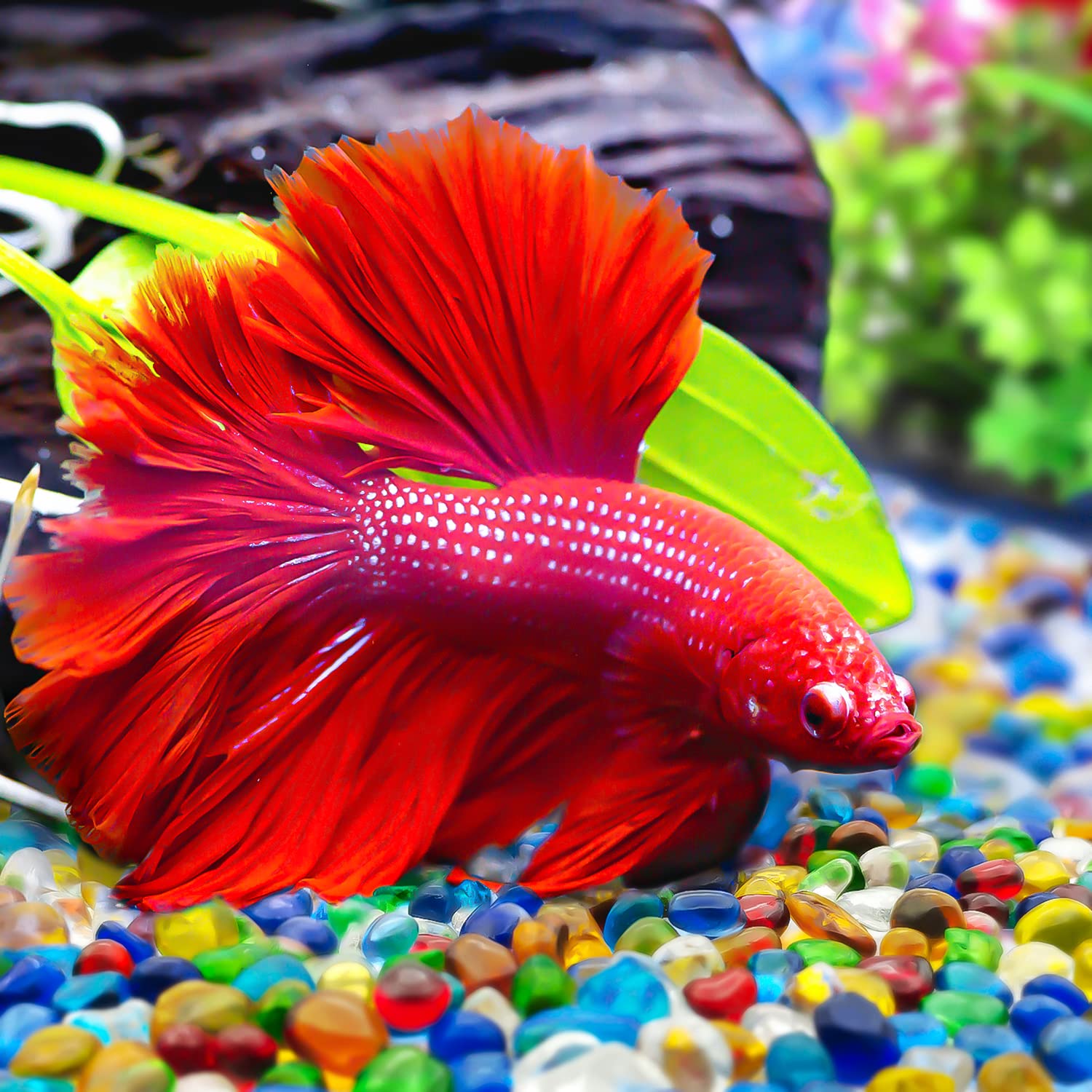 Galet verre 6-9mm Keedolla pour aquarium, agencement simple et profondeur.