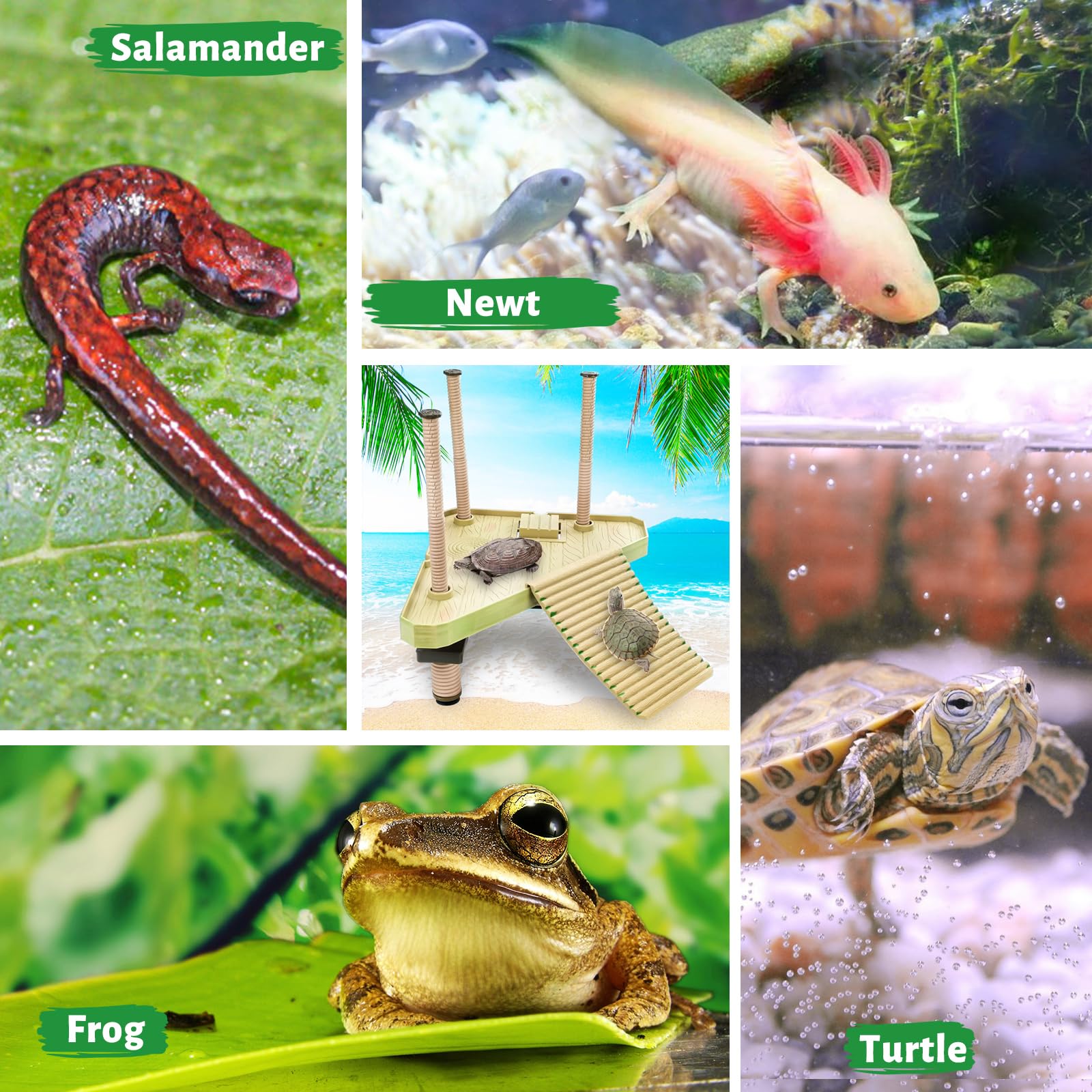 Keedolla usage polyvalent pour tortues et reptiles aquatiques