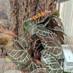 KERUIDENG Cachettes naturelles, lieux de repos sécurisants pour reptiles et amphibiens.