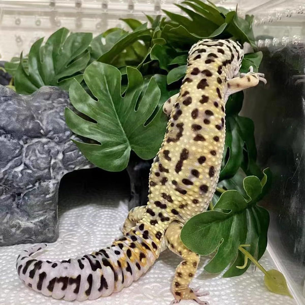 KERUIDENG déco terrarium-plantes-durables: longue durée et beauté.