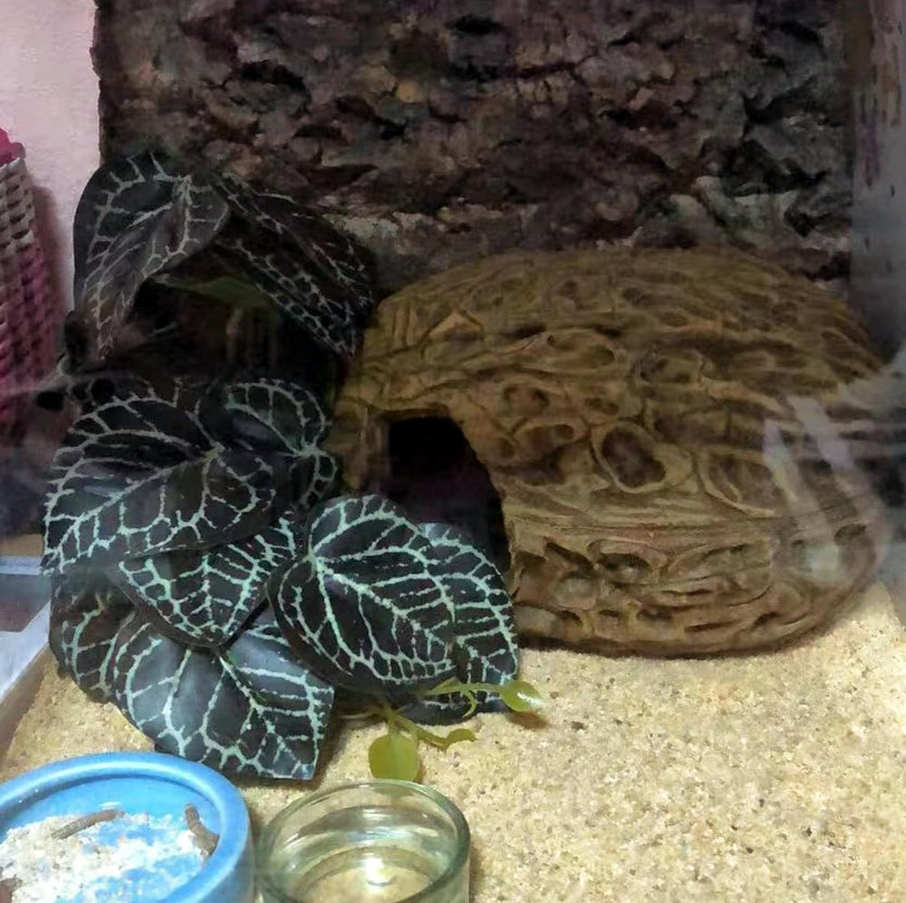 KERUIDENG Décor polyvalent, adapté pour bearded dragon, gecko et autres reptiles.