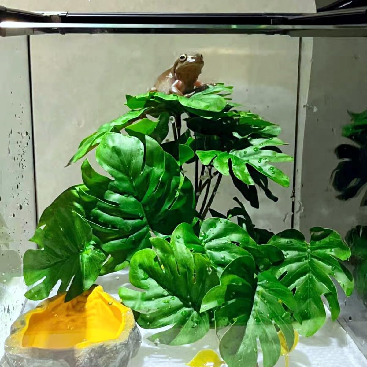KERUIDENG-plante-terrarium-gecko-chameleon: favorise cachettes et grimpe.