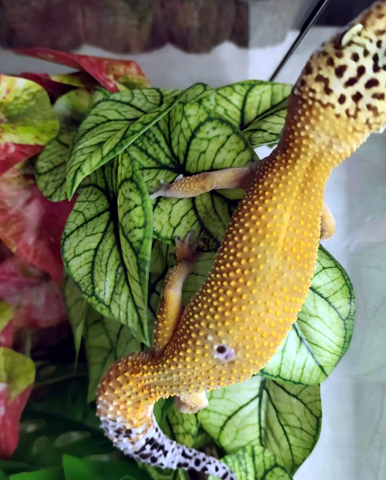 KERUIDENG Décor terrarium, convient dragon barbu, gécko et tortue.