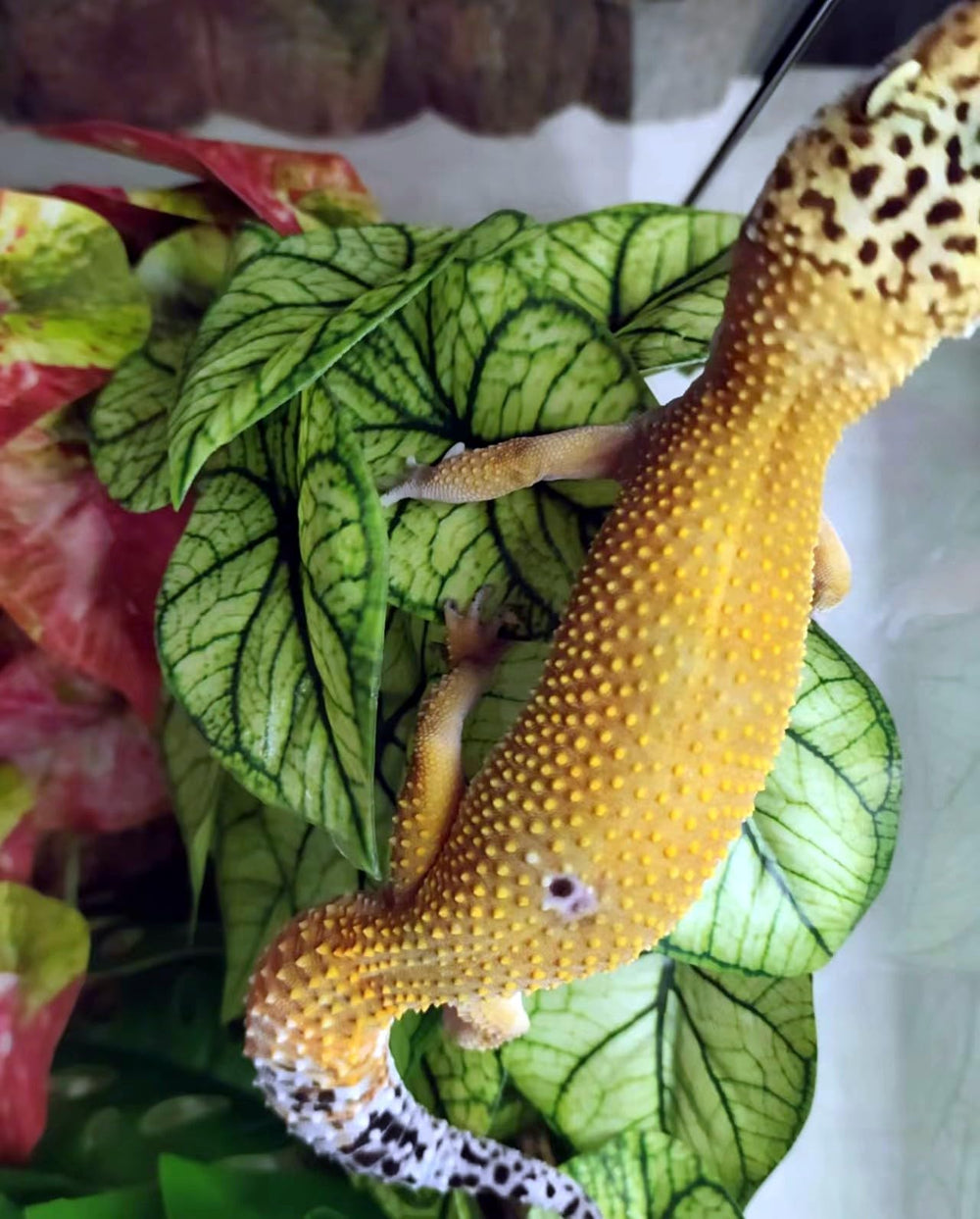 KERUIDENG Décor terrarium, convient dragon barbu, gécko et tortue.