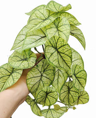 KERUIDENG Plantes décor terrarium, feuillage dense, camouflage et repos pour les lézards.