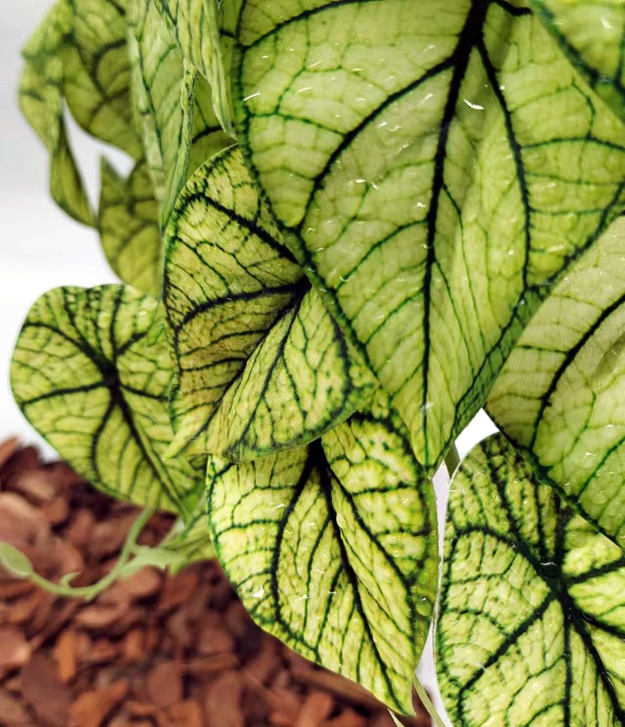 KERUIDENG Plantes décor terrarium, décor léger et résistant à l’eau pour reptiles.