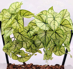 KERUIDENG Plantes suspendues pour terrarium, feuilles flèche vert, décor naturel et refuge pour reptiles.