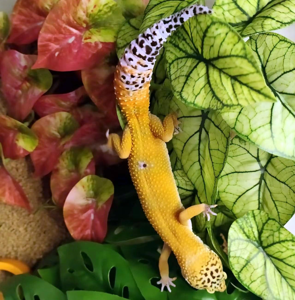 KERUIDENG Plantes terrarium, décor feuillage vert réaliste pour terrarium.