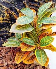 KERUIDENG Plantes colorées pour terrarium, vie et couleur au vivarium.