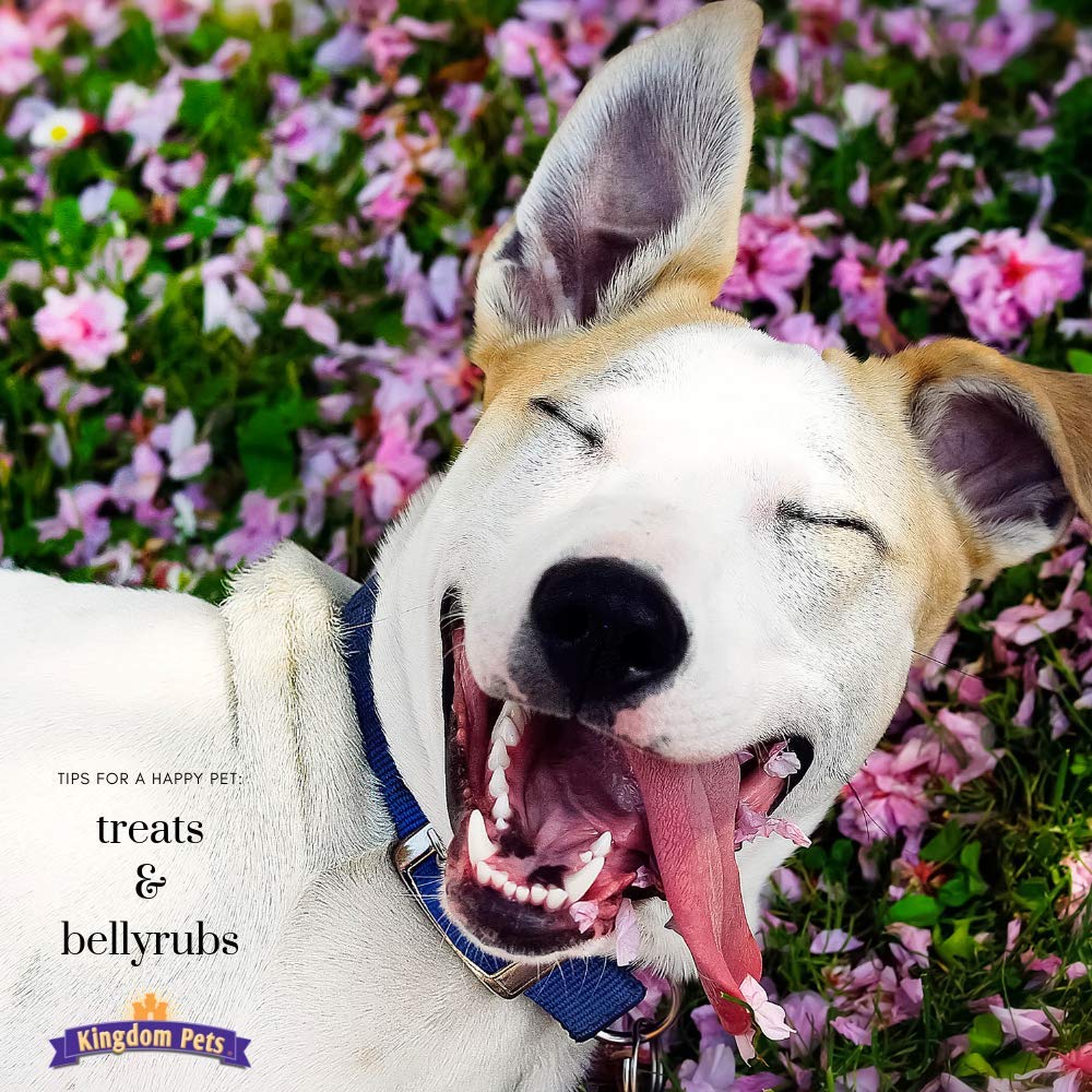 Ingrédients sans céréales ni additifs Kingdom Pets, option hypoallergénique.