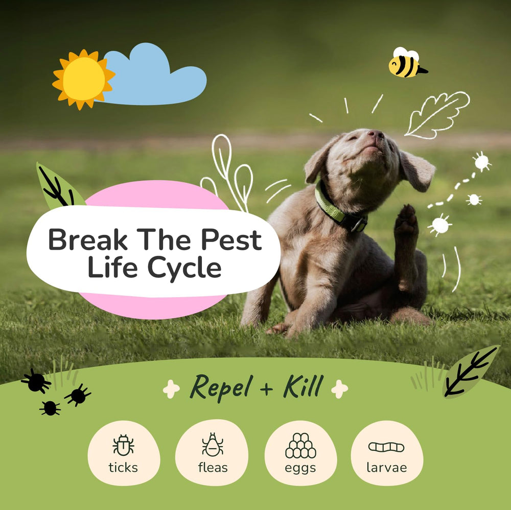 Kin+Kind citronnelle-spray-chien : application pratique entre les bains.