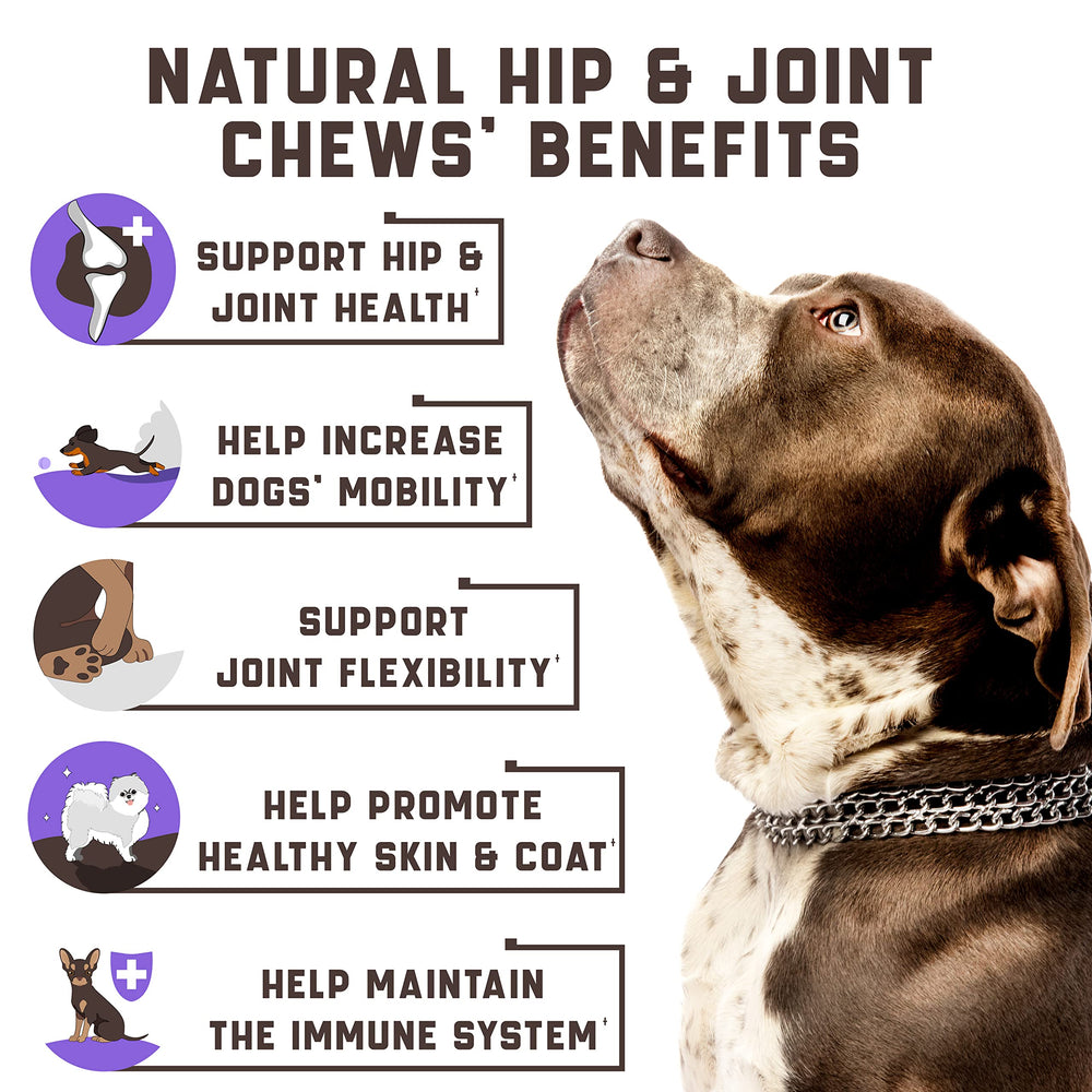 Kinpur Pet Care – chien qui mâche une friandise au canard et mobilité facilitée
