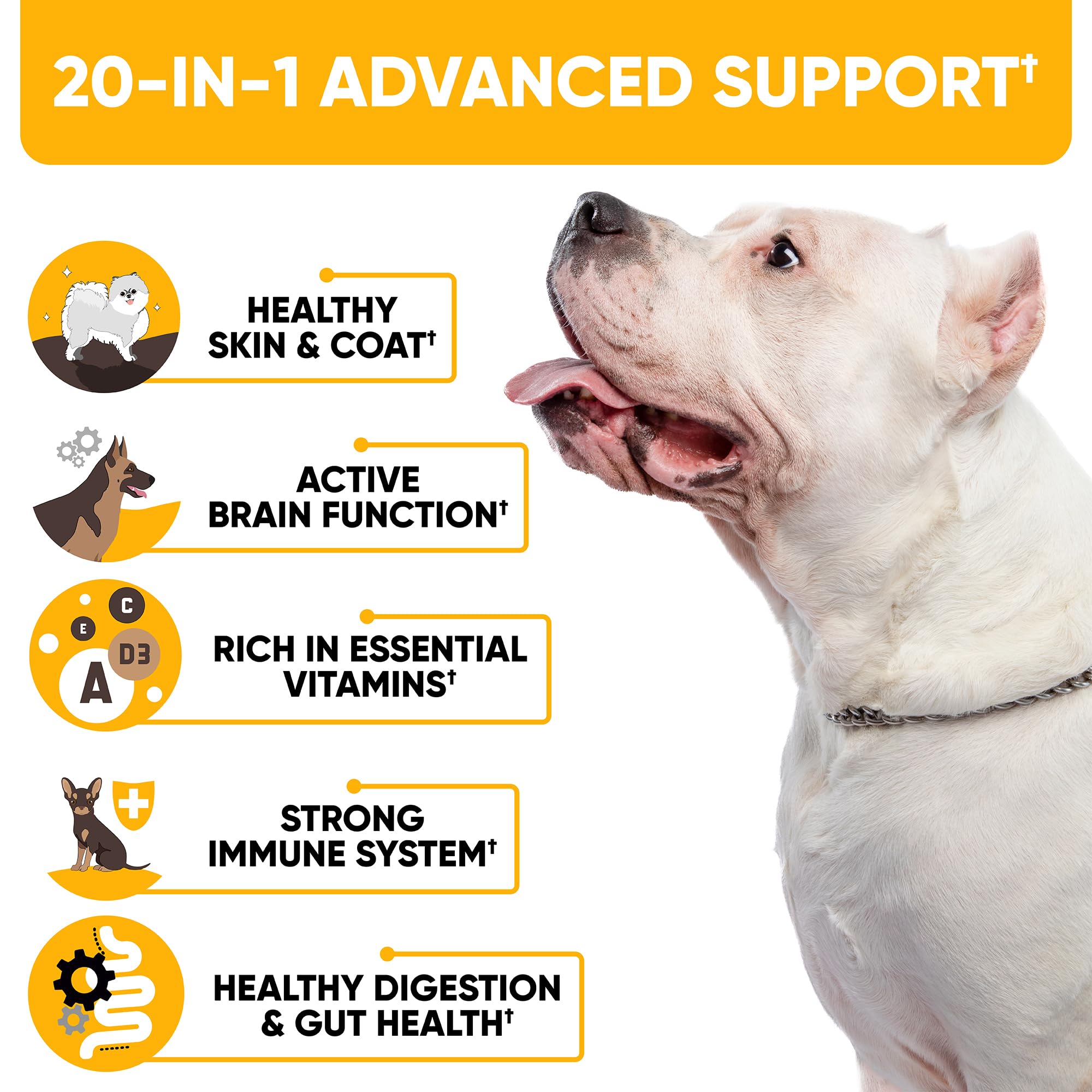 Kinpur Chien – focus sur la vision et le cerveau du chien.