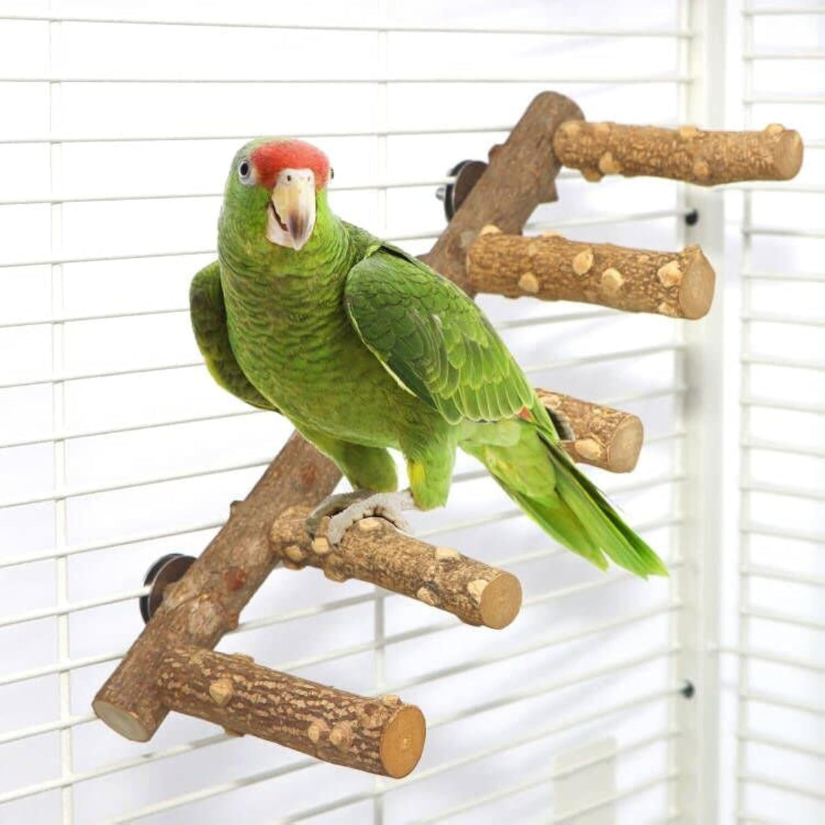 KINTOR perche-escalier pour oiseaux en bois naturel, idéal pour l’exercice et le jeu.