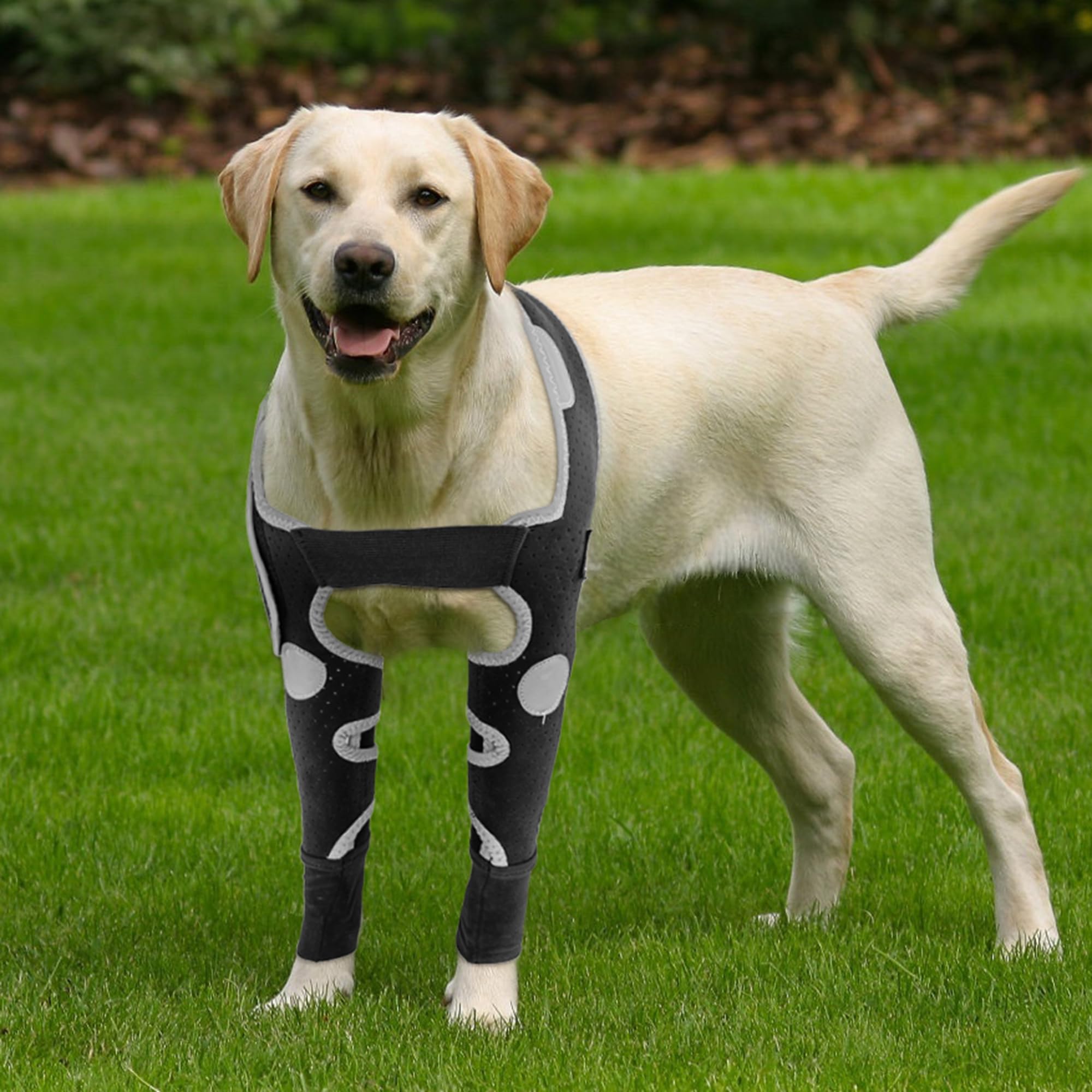 Attelle KISFLY pour coude du chien, protège les plaies et évite le léchage.