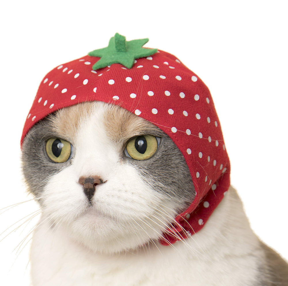 Chapeau chat Kitan Club fruit kiwi, motif fruité et confort quotidien.