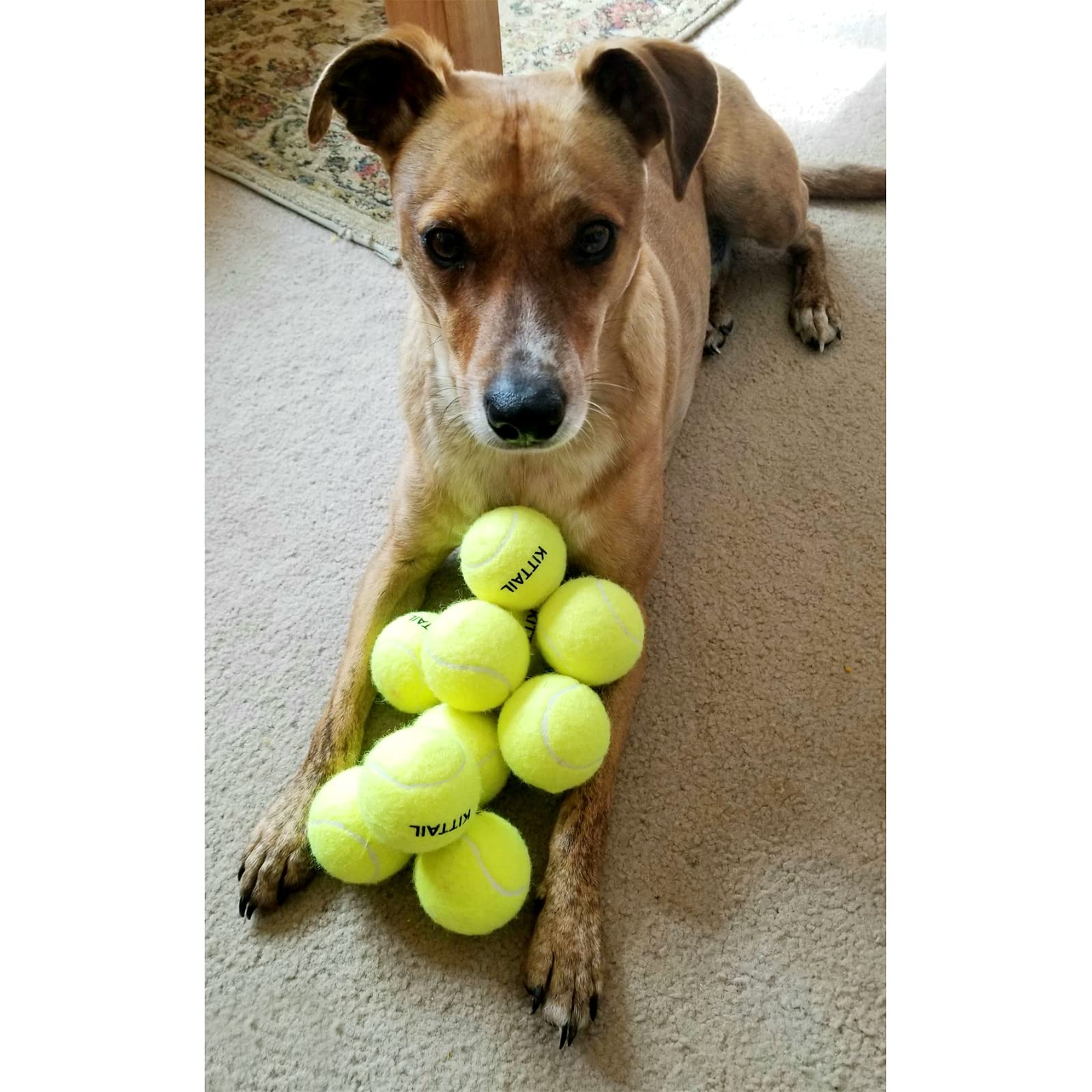 Balles résistantes au mordillage KITTAIL pour chiens actifs.