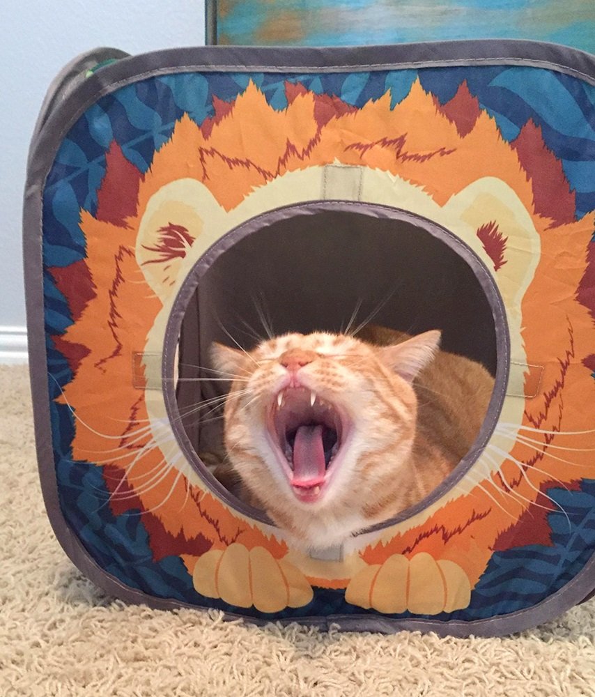 Kitty City Safari Jungle – cachette tigre, refuge cosy pour repos rassurant.